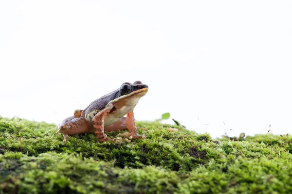 Amolops archotaphus: жаба на білому тлі. — стокове фото