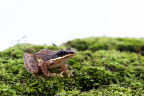 Amolops archotaphus: rana su sfondo bianco . — Foto Stock