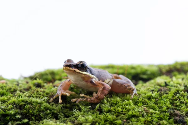 Amolops archotaphus: жаба на білому тлі. — стокове фото