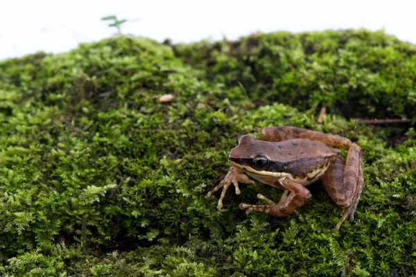 Amolops archotaphus: sapo no fundo branco . — Fotografia de Stock