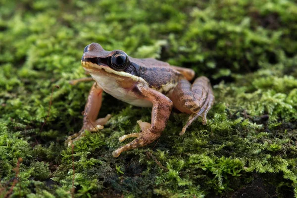 Amolops archotaphus rana en la naturaleza de Tailandia — Foto de Stock