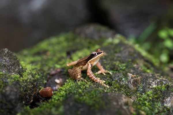 Жаба archotaphus Amolops в природі Таїланду — стокове фото