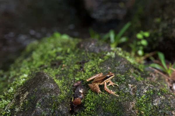 Amolops archotaphus żaba w przyrodzie Tajlandii — Zdjęcie stockowe