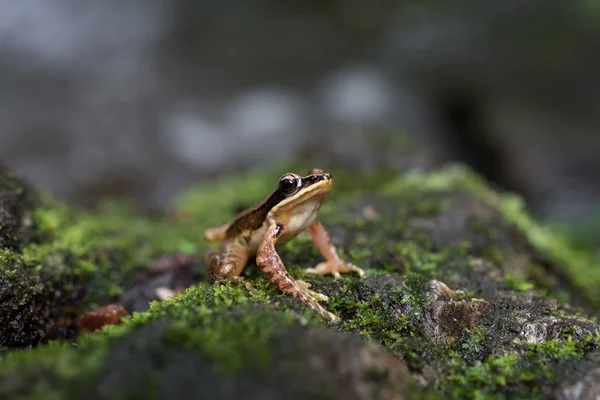 Лягушка Amolops archotaphus в природе Таиланда — стоковое фото