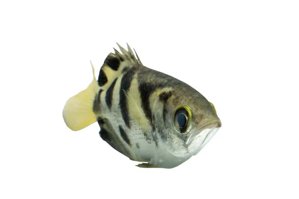 Archer fish (Toxotes jaculatrix) isolado sobre fundo branco, C — Fotografia de Stock