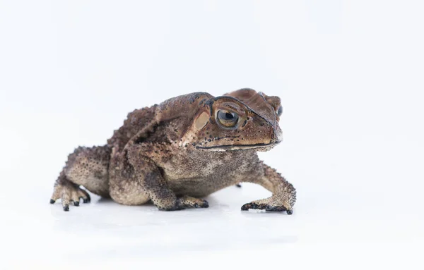 Crapaud commun asiatique sur fond blanc, Amphibien de Thaïlande — Photo