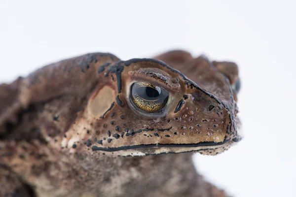 Asian common toad on white background,Amphibian of Thailand — Stock Photo, Image