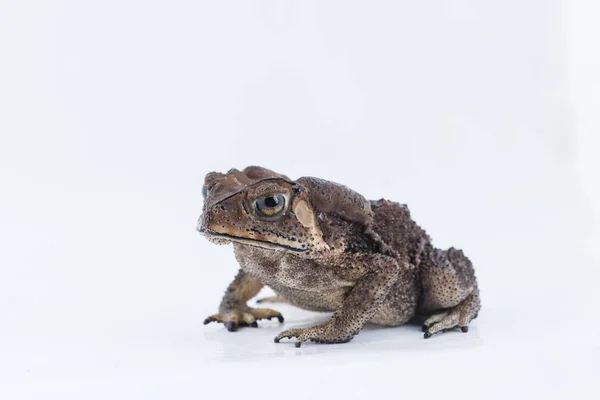 Asiatische Erdkröte auf weißem Hintergrund, Amphibie aus Thailand — Stockfoto