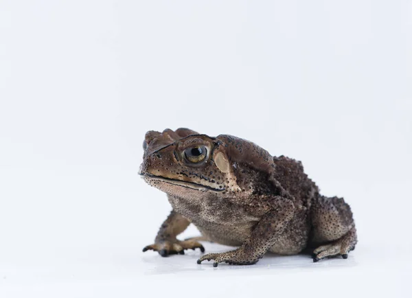 Sapo comum asiático no fundo branco, Anfíbio da Tailândia — Fotografia de Stock