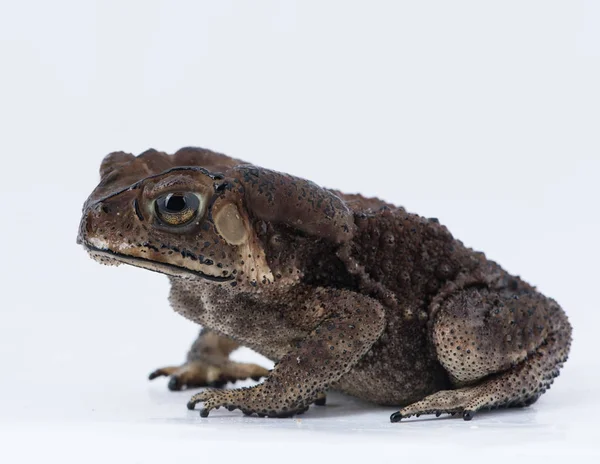 Asian common toad on white background,Amphibian of Thailand — Stock Photo, Image