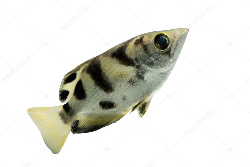 Archer fish (Toxotes jaculatrix) isolated on white background, C