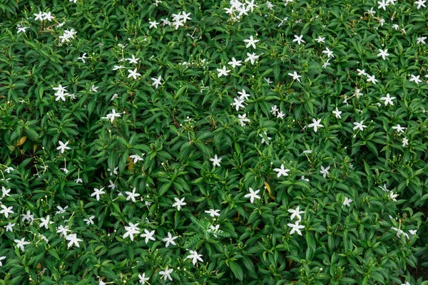 Vackra blommor bakgrund, blommig bakgrund — Stockfoto