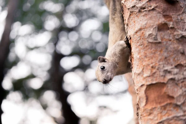 Curieux écureuil roux regardant derrière le tronc d'arbre dans le parc — Photo