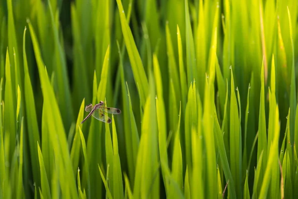 Close up libélula no arroz superior em um fundo de campo de arrozal na Tailândia . — Fotografia de Stock