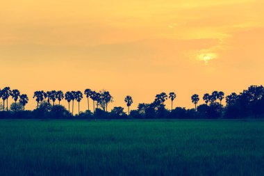 Şeker palm ve günbatımı sırasında Tayland under pirinç