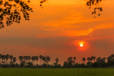 Şeker palm ve günbatımı sırasında Tayland under pirinç