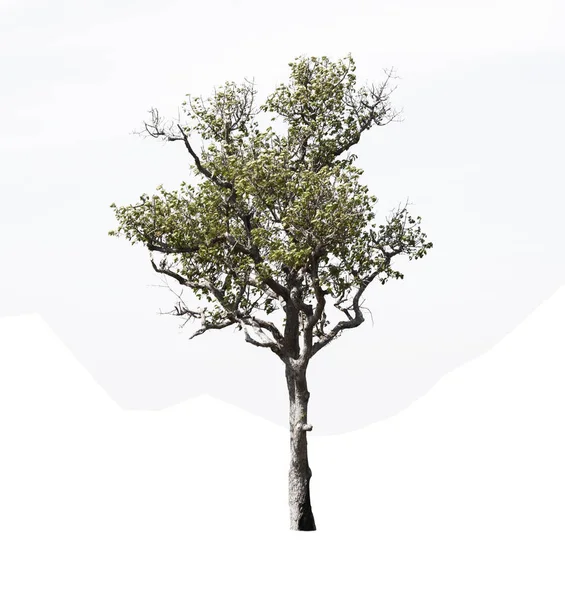 Drzewa izolowane na białym tle z Clipping Path — Zdjęcie stockowe
