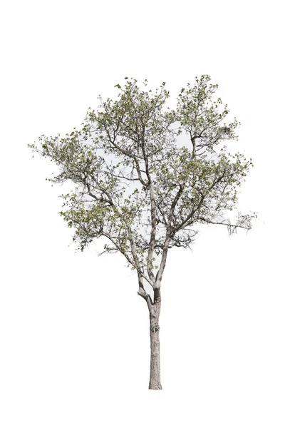 Baum isoliert auf weißem Hintergrund mit Clipping Path — Stockfoto