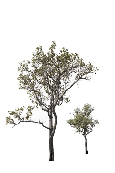 Baum isoliert auf weißem Hintergrund mit Clipping Path — Stockfoto