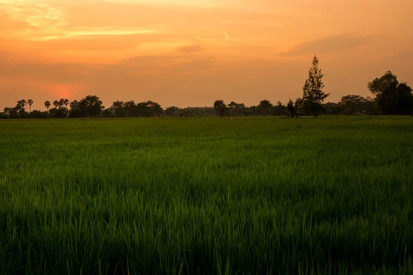 Pôr do sol em um campo no campo, nascer do sol natural sobre campo ou prado . — Fotografia de Stock