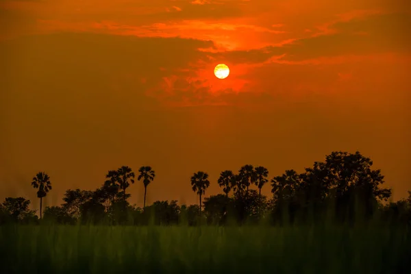 Сахарная пальма и рис, поданные на закате в Таиланде — стоковое фото