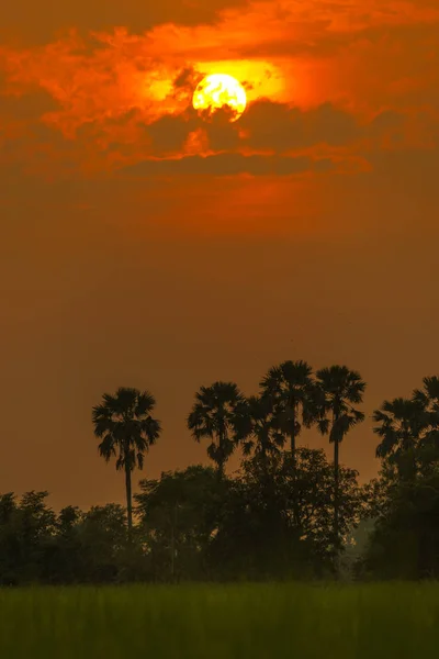 Açúcar de palma e arroz arquivado durante o pôr do sol na Tailândia — Fotografia de Stock