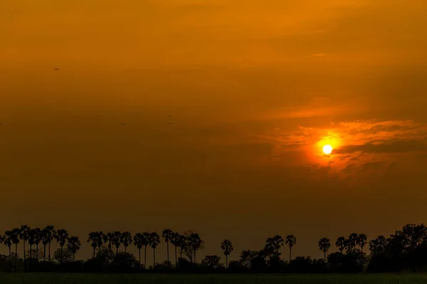 Сахарная пальма и рис, поданные на закате в Таиланде — стоковое фото