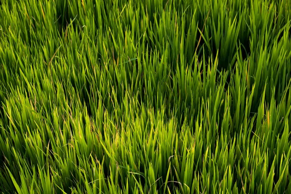 Campo de arroz, A bela de campo de arroz a partir do fundo vista superior na Tailândia . — Fotografia de Stock