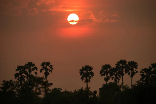 Açúcar de palma e arroz arquivado durante o pôr do sol na Tailândia — Fotografia de Stock