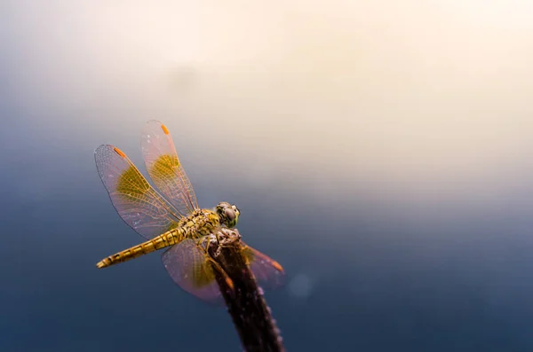 Trollslända: Macro bild av dragonfly på ledigheten. Trollslända i naturen. Trollslända i naturen livsmiljön. Vacker vintage natur scen med dragonfly utomhus — Stockfoto