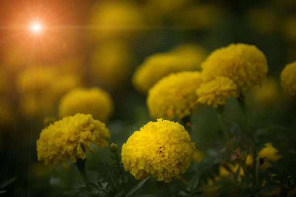 タイ ガーデンで美しいマリーゴールドの花がたくさん — ストック写真