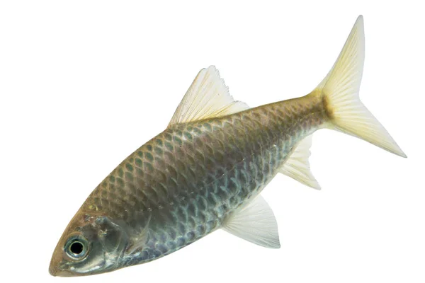 Puntius brevis (Barba paludosa), Pesce fresco crudo isolato su fondo bianco con percorso di ritaglio — Foto Stock
