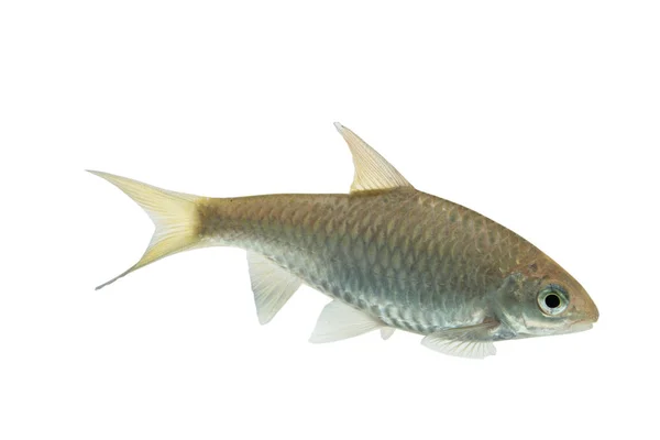 Puntius brevis(Swamp barb), kırpma yolu ile beyaz arka plan üzerinde izole taze çiğ balık — Stok fotoğraf
