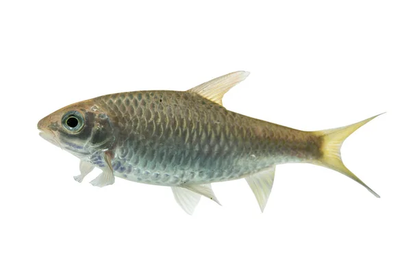 Puntius brevis (Barba paludosa), Pesce fresco crudo isolato su fondo bianco con percorso di ritaglio — Foto Stock