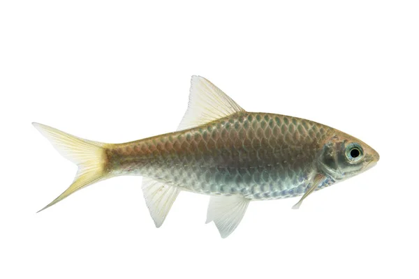 Puntius brevis (Sumpfbarbe), frischer roher Fisch isoliert auf weißem Hintergrund mit Schneideweg — Stockfoto