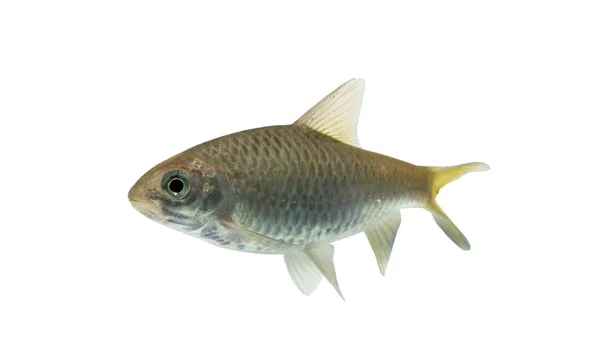 Puntius brevis(Swamp barb), 클리핑 경로와 흰색 배경에 고립 된 신선한 생선 — 스톡 사진