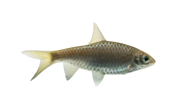 プンティウス brevis(Swamp barb)、クリッピング パスと白い背景に分離された新鮮な生の魚 — ストック写真