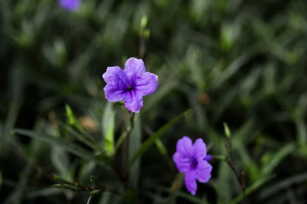 選択的自己集中庭の美しいパープル色の花 — ストック写真