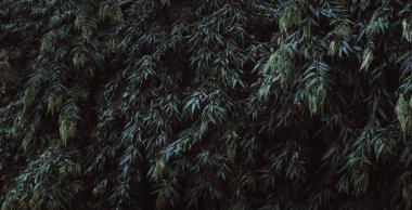 Yaprak yeşil doku, yeşil yaprakları için arka plan, duvar doku arka plan yeşil yaprakları