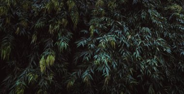 Yaprak yeşil doku, yeşil yaprakları için arka plan, duvar doku arka plan yeşil yaprakları