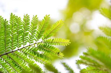 güneş ışığı ve yeşil yapraklar yeşil arka planlar içinde parlayan Resh yeni yeşil yaprakları