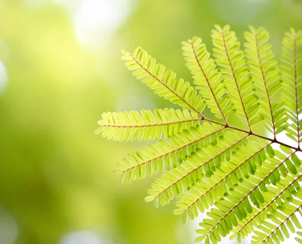 Resh nouvelles feuilles vertes brillantes dans la lumière du soleil & feuilles vertes sur les fonds verts — Photo