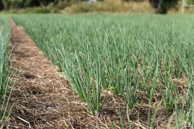 Yeşil soğancık büyüme farmland(Allium ascalonicum), kuzeydoğu Tayland Sebze Bahçe tarım arazileri.