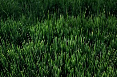 Pirinç alan, üst pirinç alan güzel arka plan Tayland'da görüntülemek.