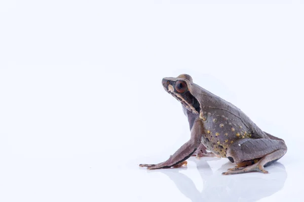 Megophrys parva (żaba rogata strumienia małopolskie): żaba na białym tle. Płaz Tajlandii — Zdjęcie stockowe