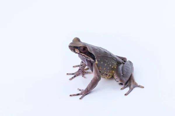 Megophrys parva (menší proud rohatou žába): žába na bílém pozadí. Obojživelníci z Thajska — Stock fotografie