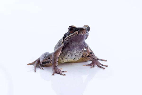 Megophrys parva (żaba rogata strumienia małopolskie): żaba na białym tle. Płaz Tajlandii — Zdjęcie stockowe