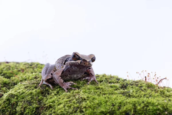 Megophrys parva (kisebb patak szarvasbéka): béka, fehér háttér. Kétéltű, Thaiföld — Stock Fotó