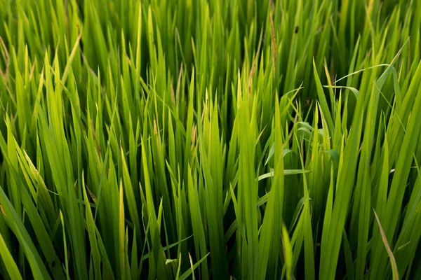 Campo de arroz, A bela de campo de arroz a partir do fundo vista superior na Tailândia . — Fotografia de Stock