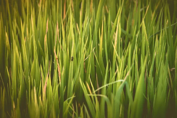 Рисові поля, красиві рисові поля з верхньої переглянути фону в Таїланді. — стокове фото